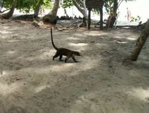Costa Rica Attactions Manuel Antonio